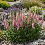 Veronika špicatá (Veronica spicata) ´CANDLE PINK´ - kont. C1L